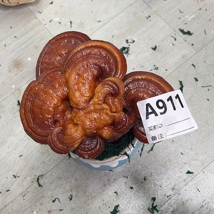 全部花朵88888888888888888