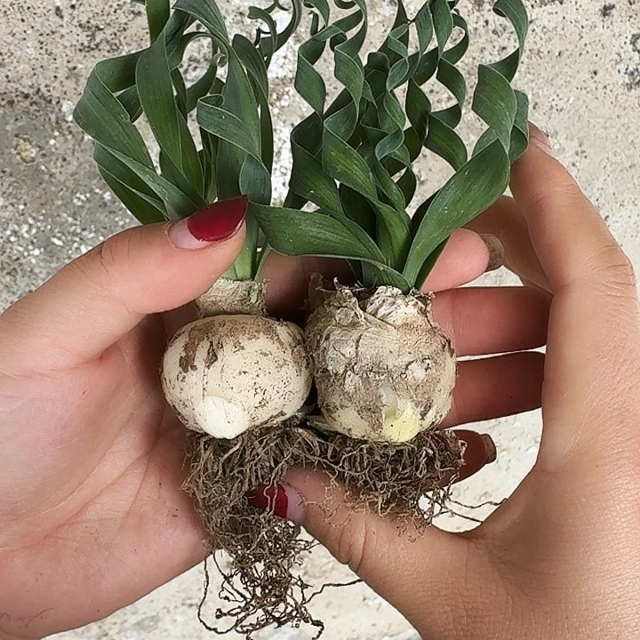 心*多肉植物满20包邮