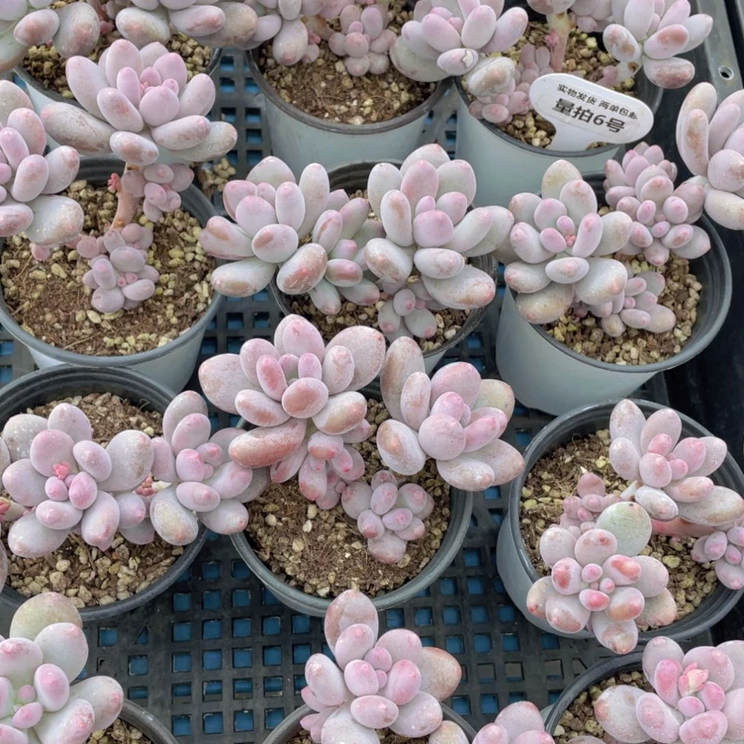 量拍6号高桩蛋黄奶群生一个