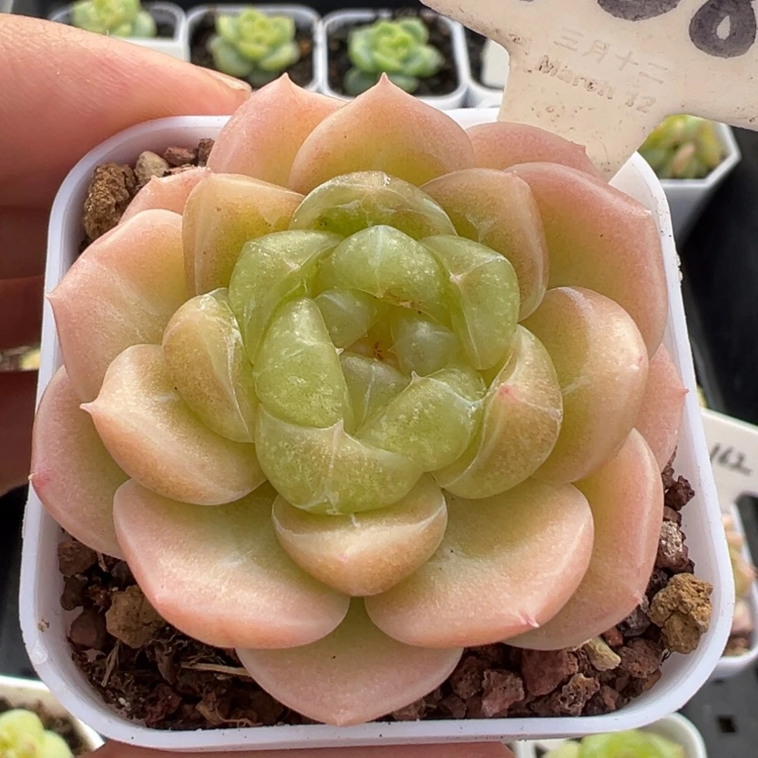 108号财富c8 晗雨