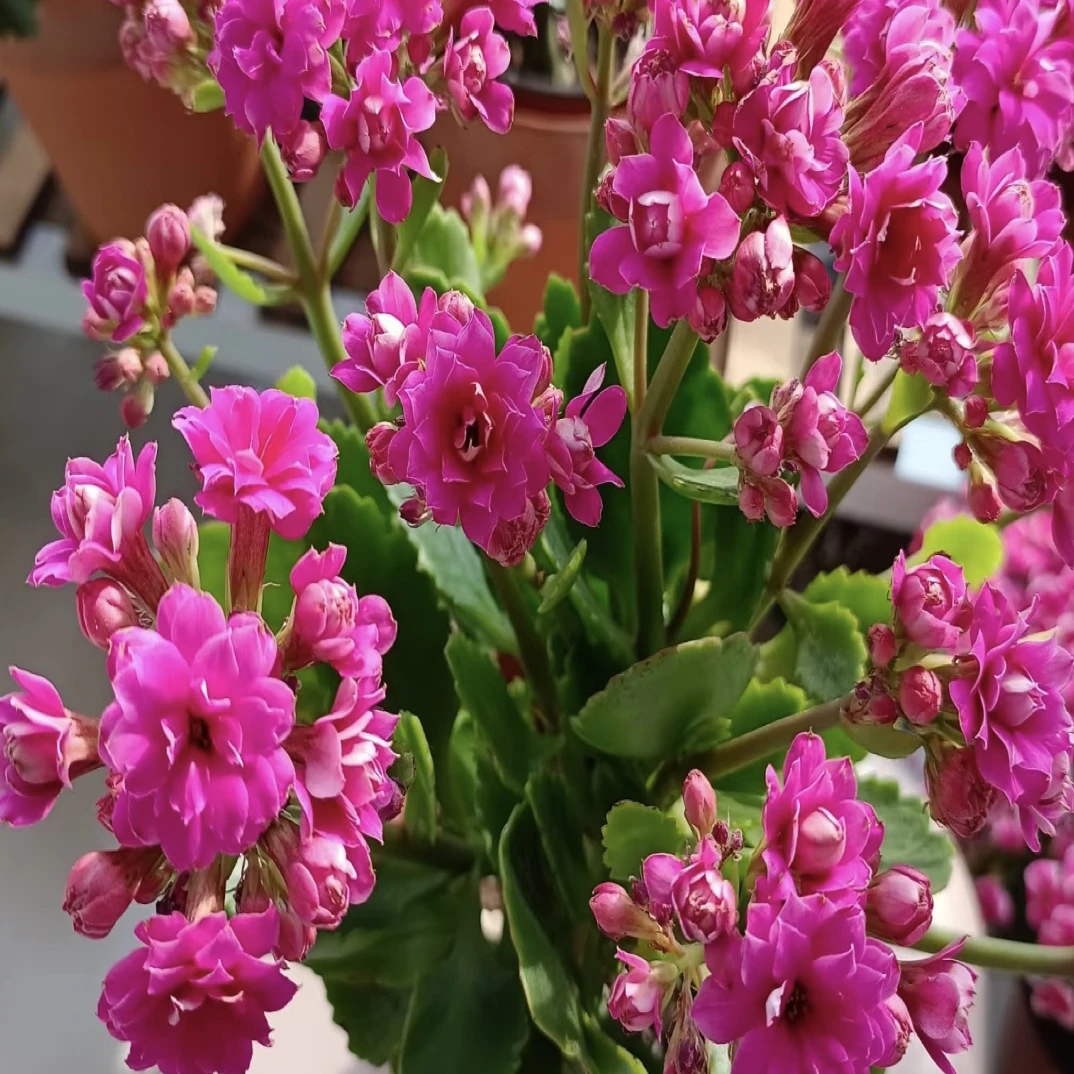 【紫珍珠】亮紫色重瓣长寿花110盆全花苞