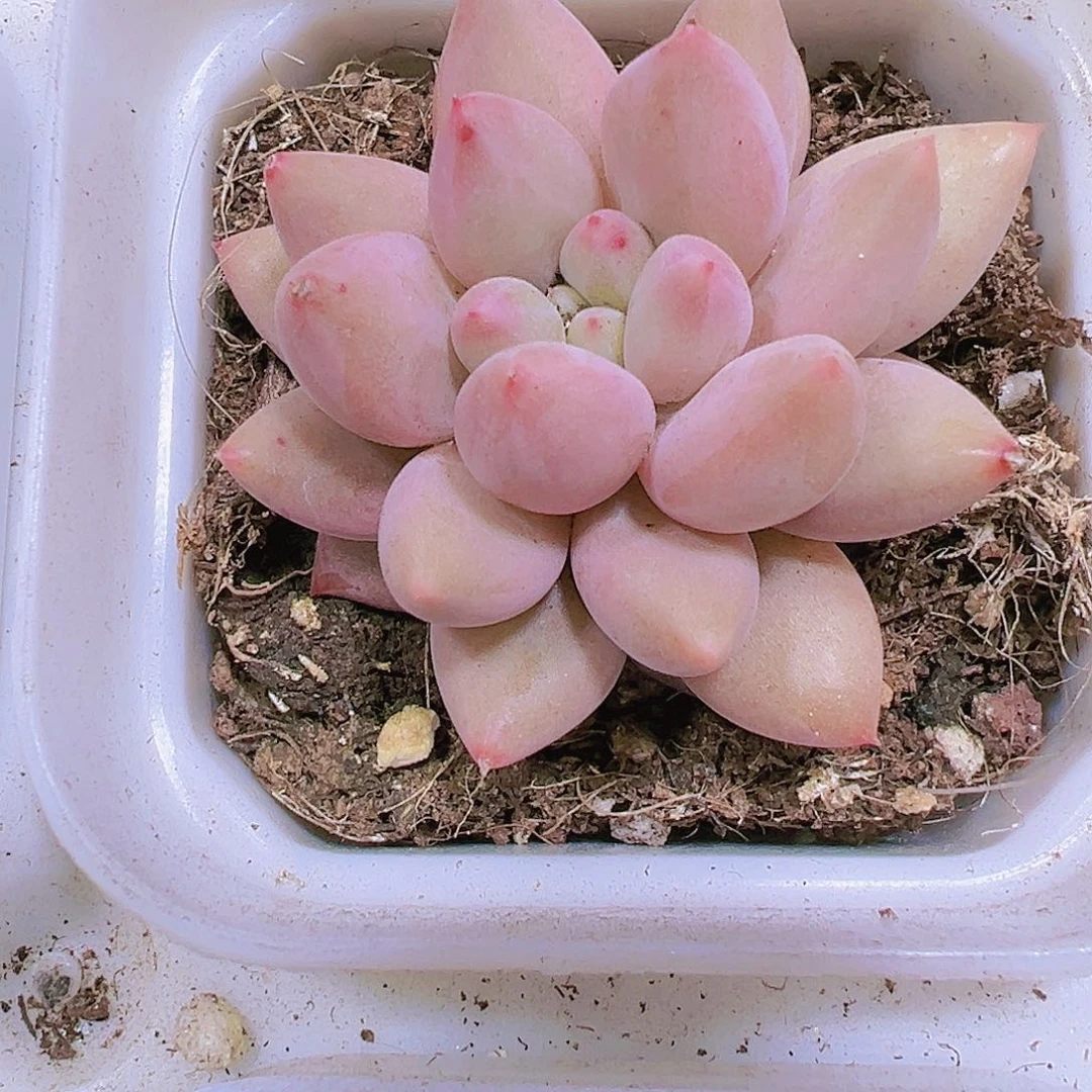 红蜻蜓带盆带土19包邮