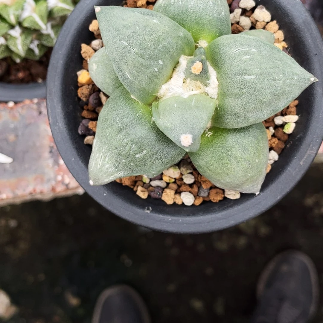 无花朵7cm自根青瓷岩牡丹