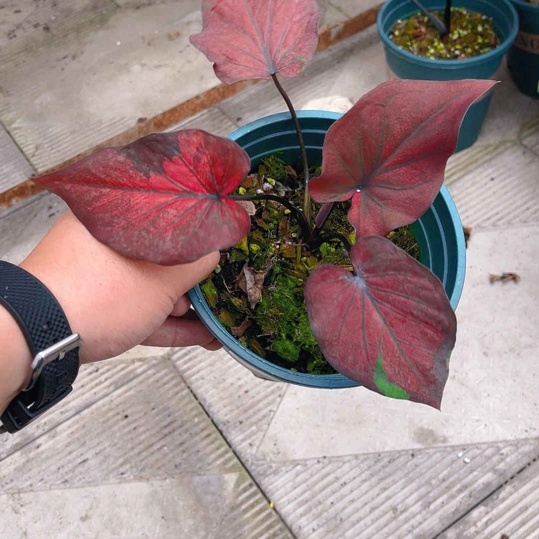 完全开放1718泰彩