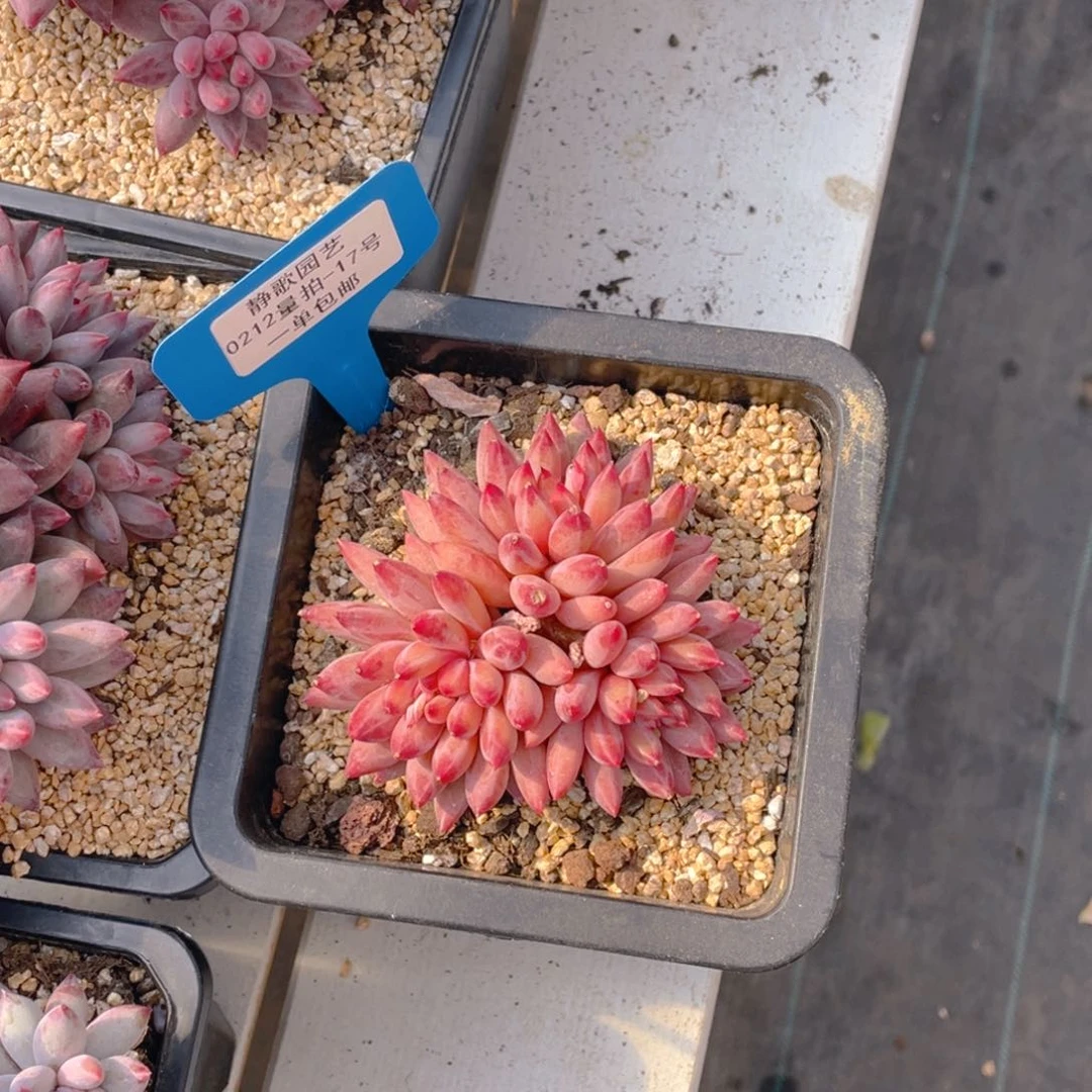 b***y0212-17-虞美人福利一颗