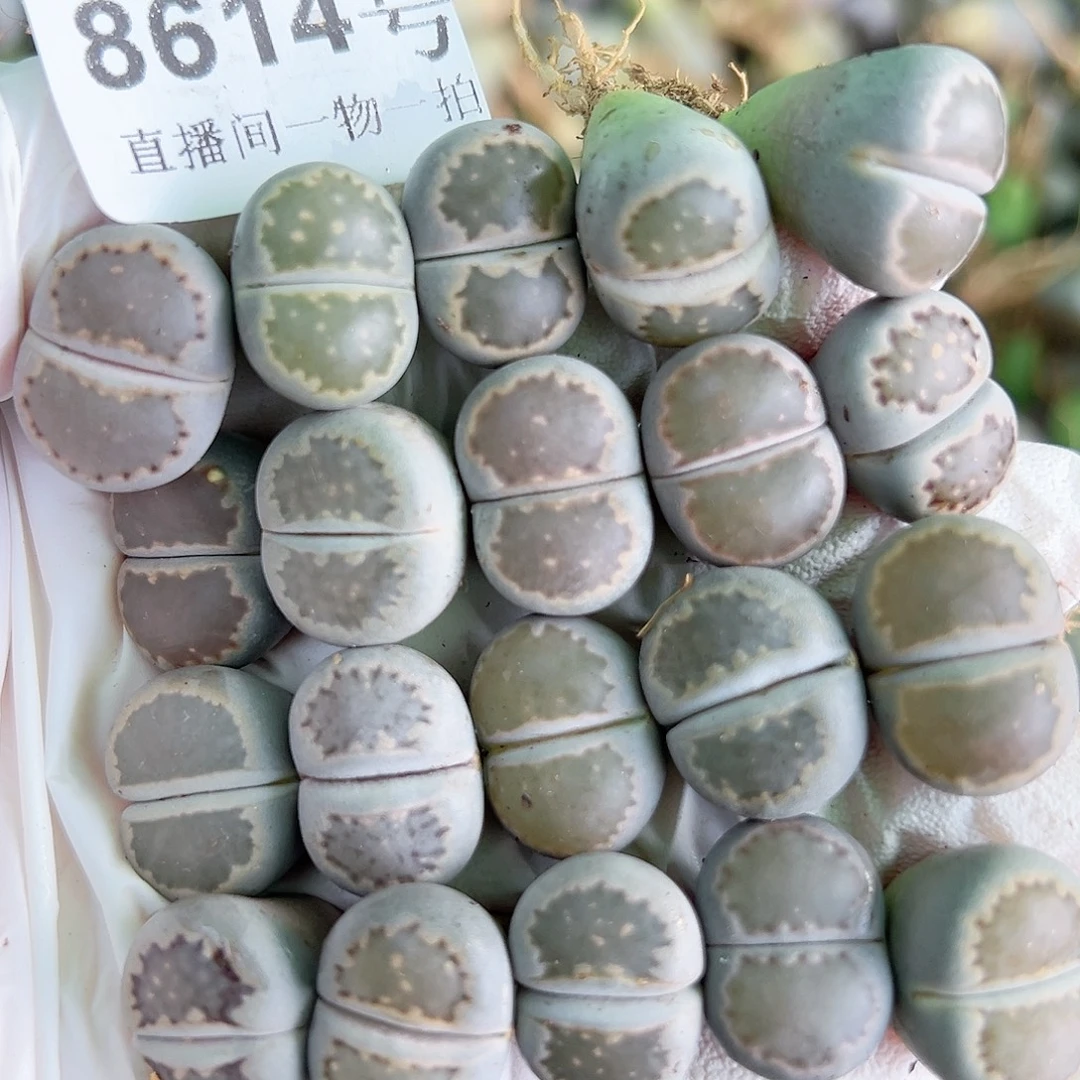 8614 好养易活生石花大母本20个