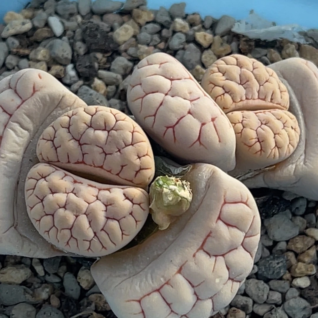 6758双头红纹189一颗