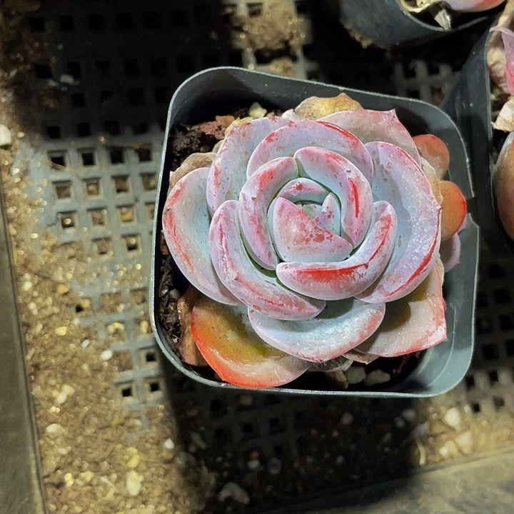 单头布鲁蓝2.8带盆