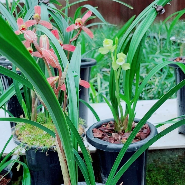 用***4完全开放一物一漂亮