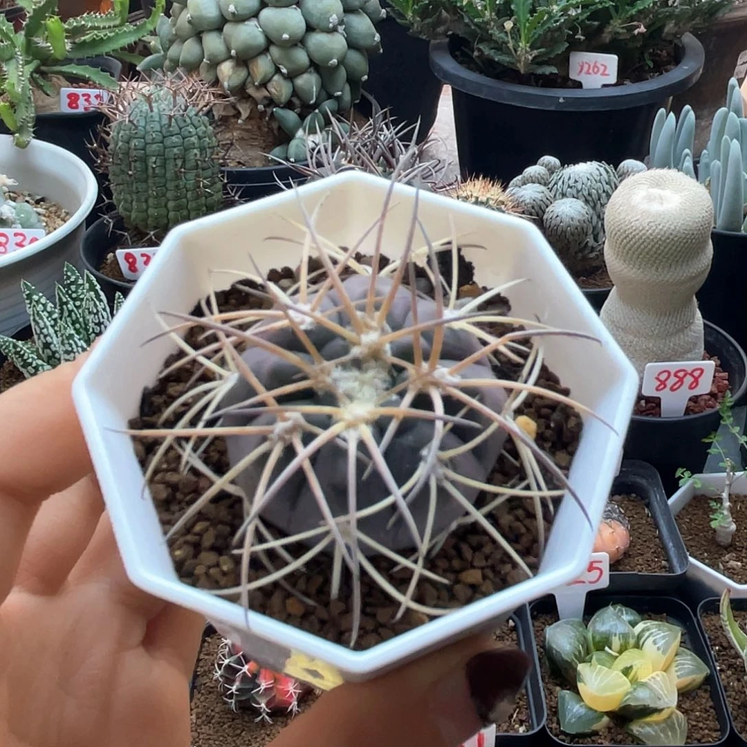 实生紫皮趴刺天平仙人球