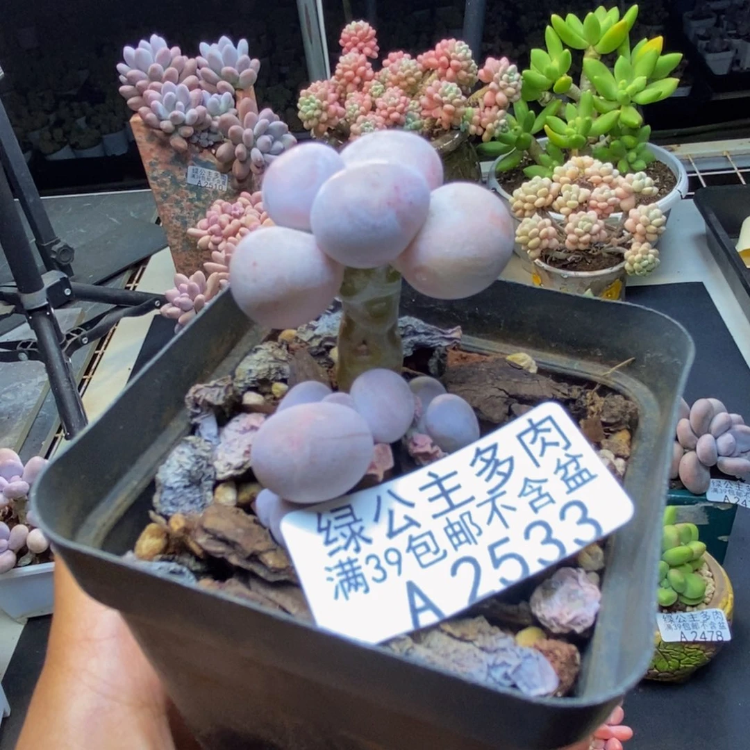 533橙奶多肉肉2cm