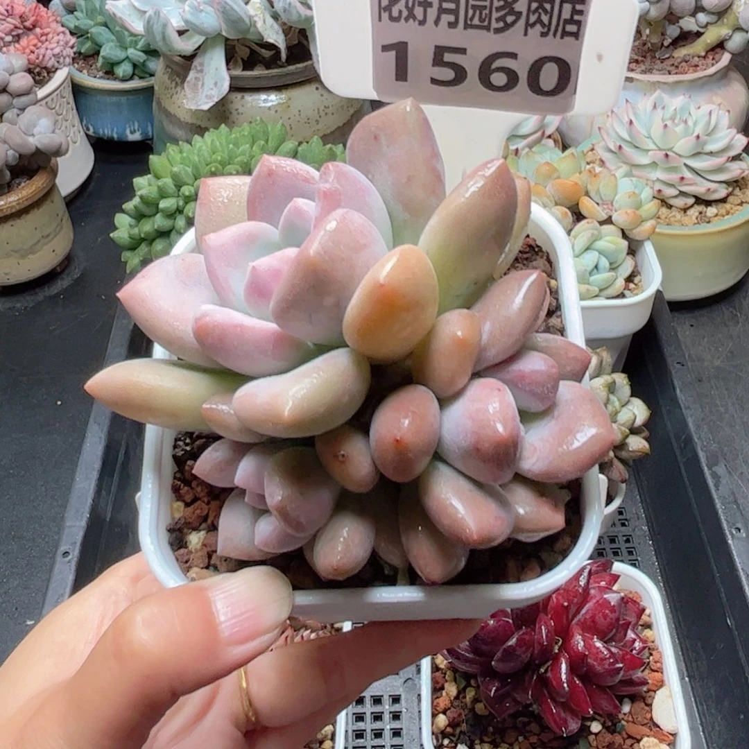 多肉植物1560…………..