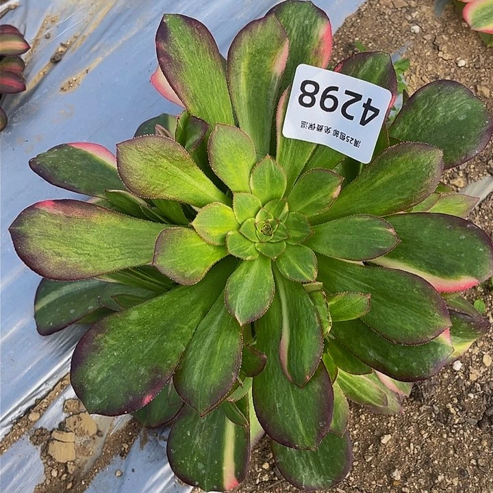 4298韶秀七彩多肉植物