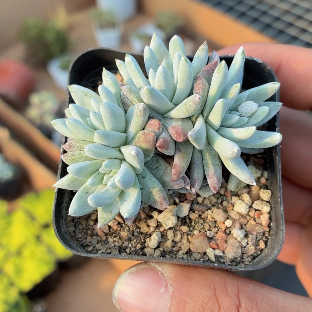 白菊多肉9.9包邮发货