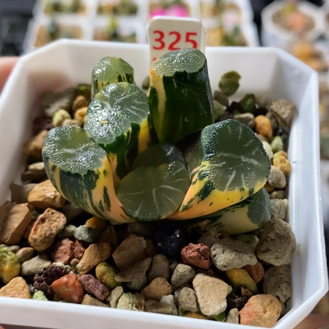三***草325白妙万象锦一物一图