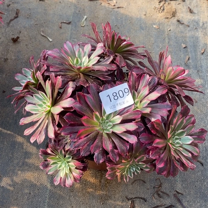 铜白多肉断头不包1809