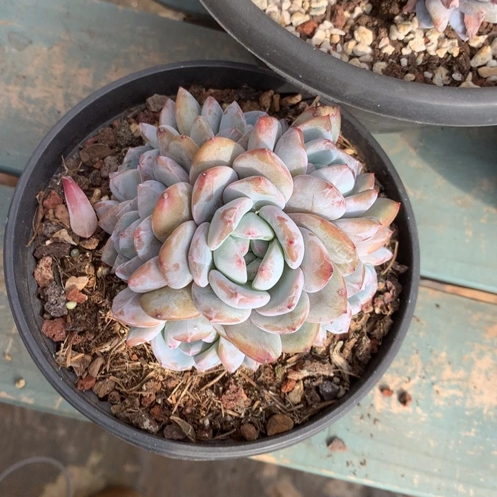 无花朵哈哈哈哈哈哈哈哈哈39