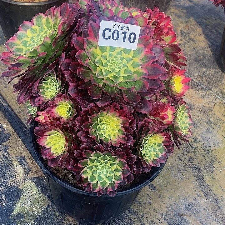 多肉植物法师天河010