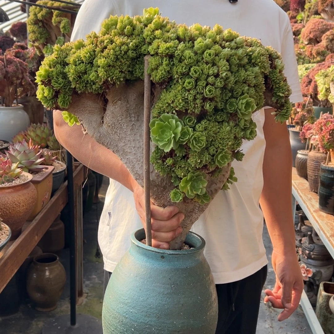 精品绿羊绒朵朵缀不带盆土