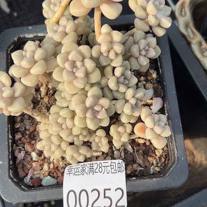 幸运的是我还在努力地
