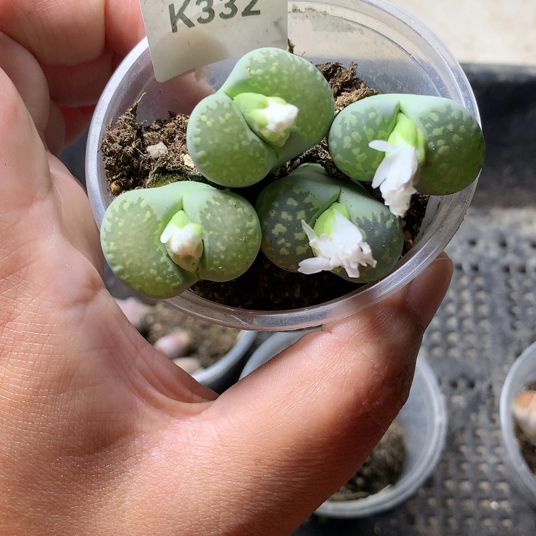 K332多肉植物保护