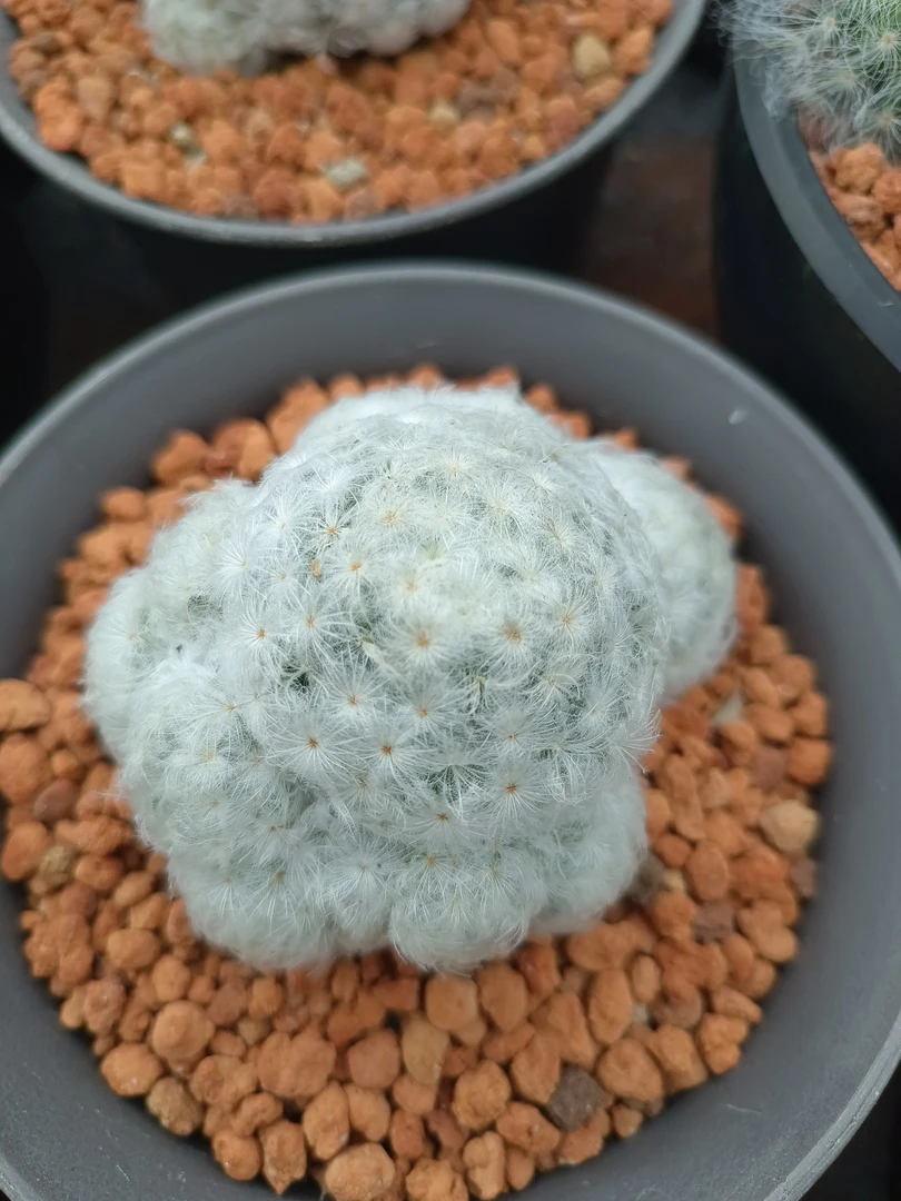 佛头白星无刺仙人球白绒绒不扎手开花室内小盆栽