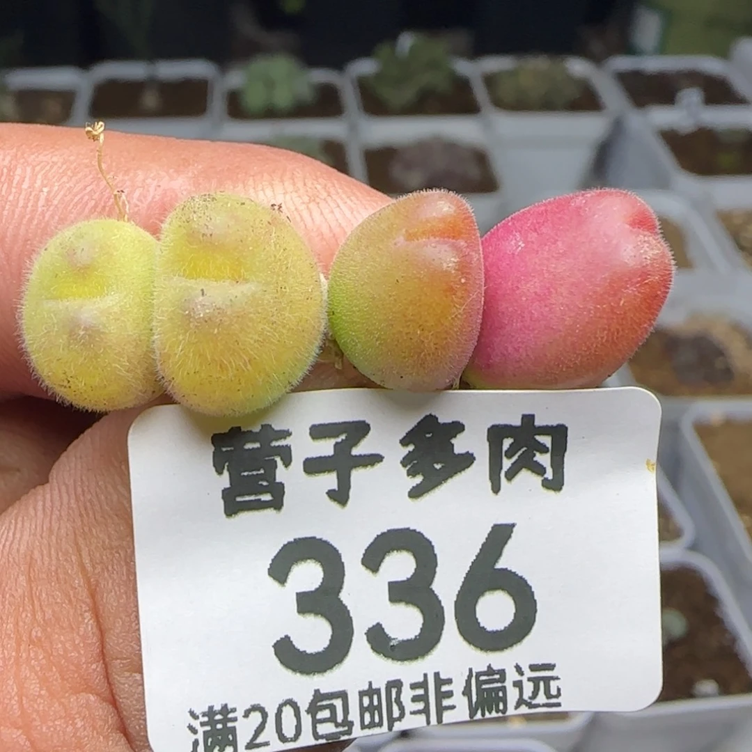 长毛翠。 两颗双头。