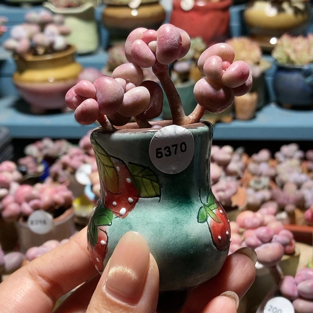 小*5370糖果腰子蛋带盆土