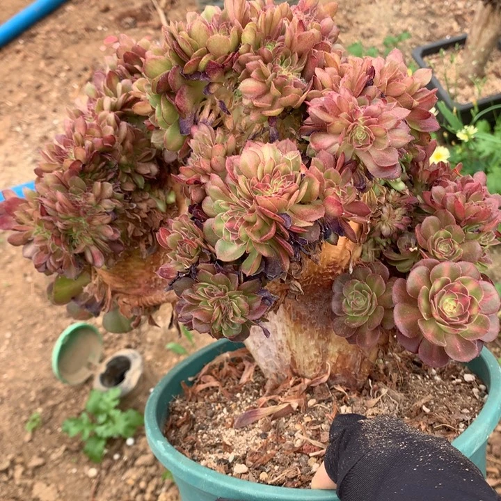 抹茶缀脱土不带盆