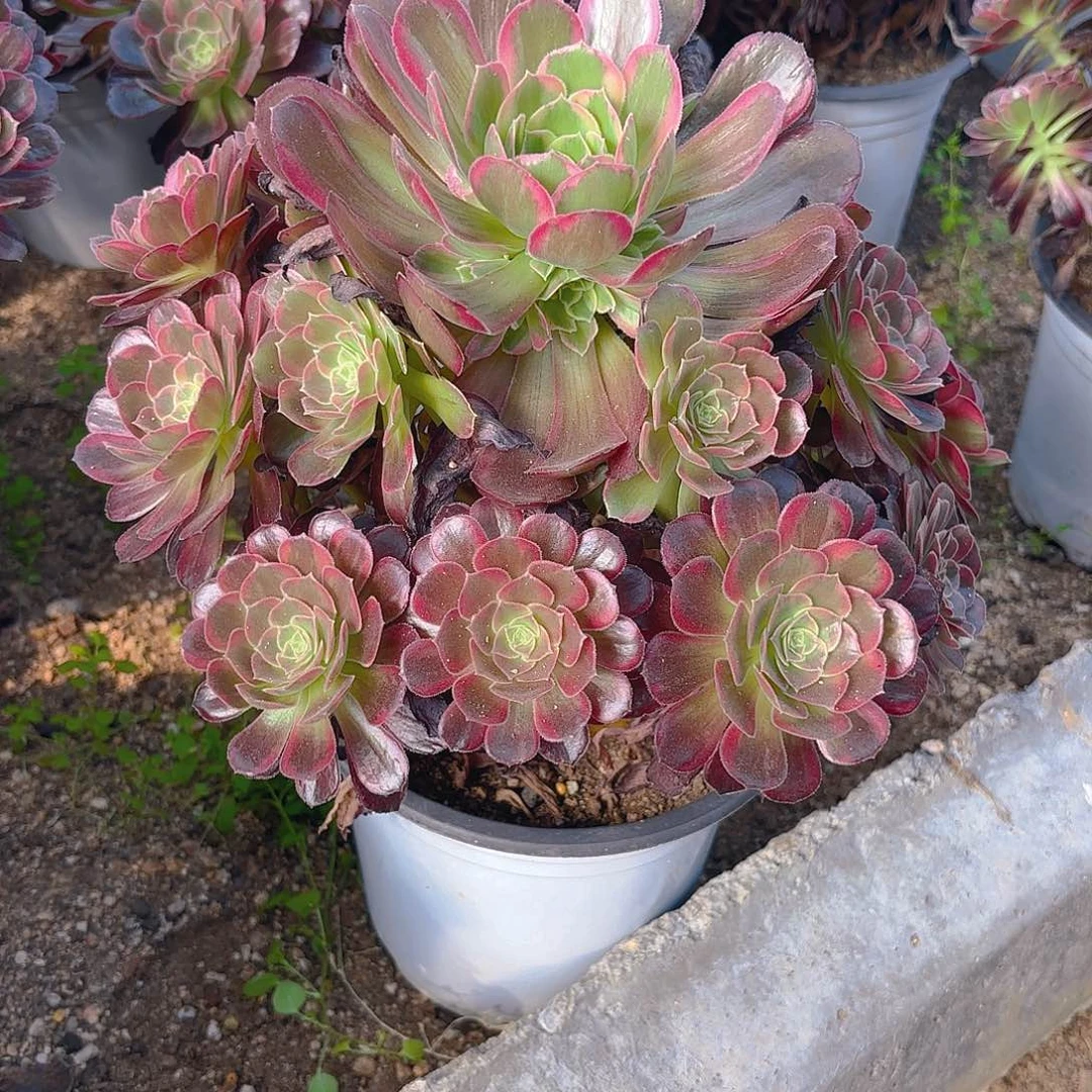 安娜多肉植物手捧