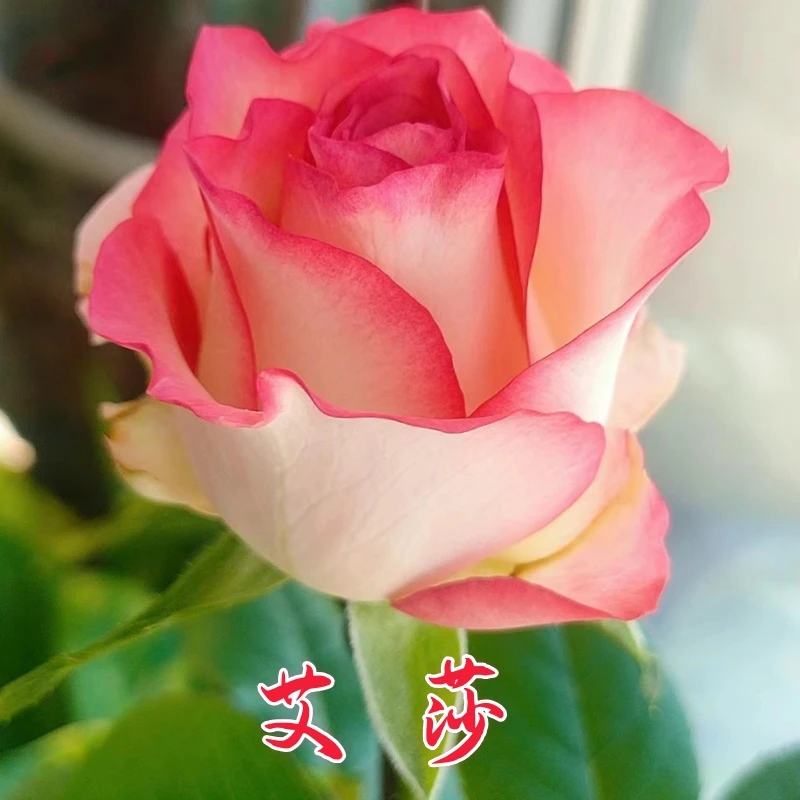 50颗大花品种灌木月季苗四季勤花庭院盆栽室外月季含盆土