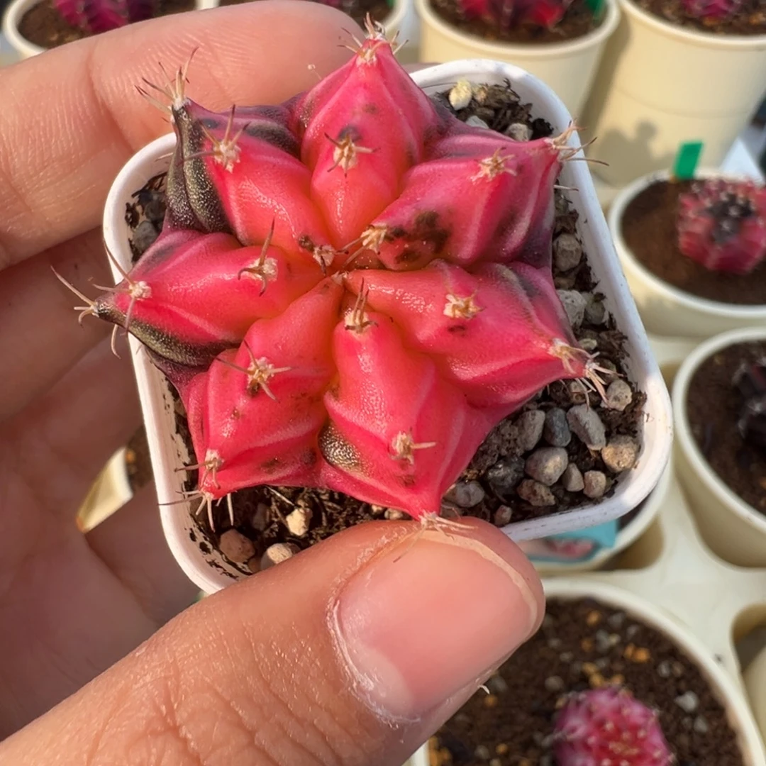 230 好看的米哈冲冲冲