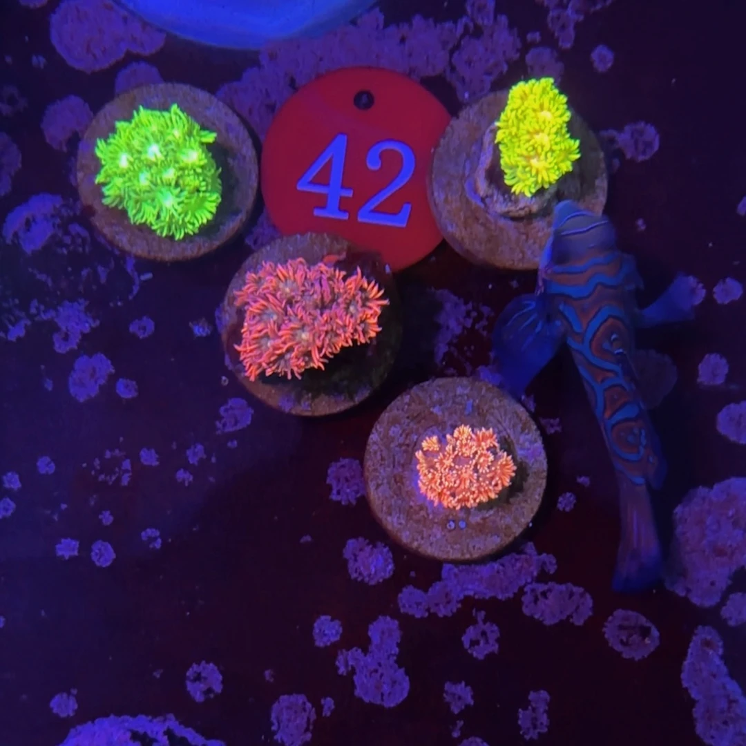 万鱼来朝海水观赏