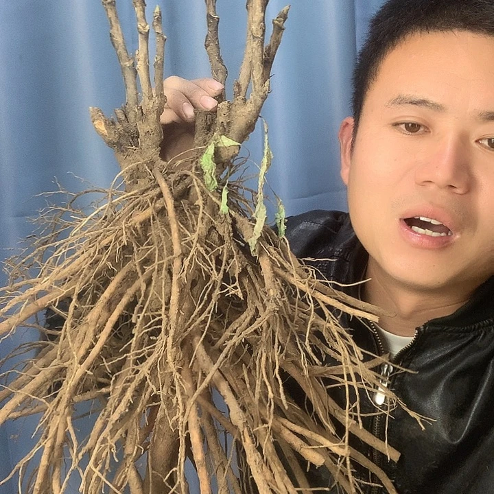 金***台当前无花栽培后可以开花