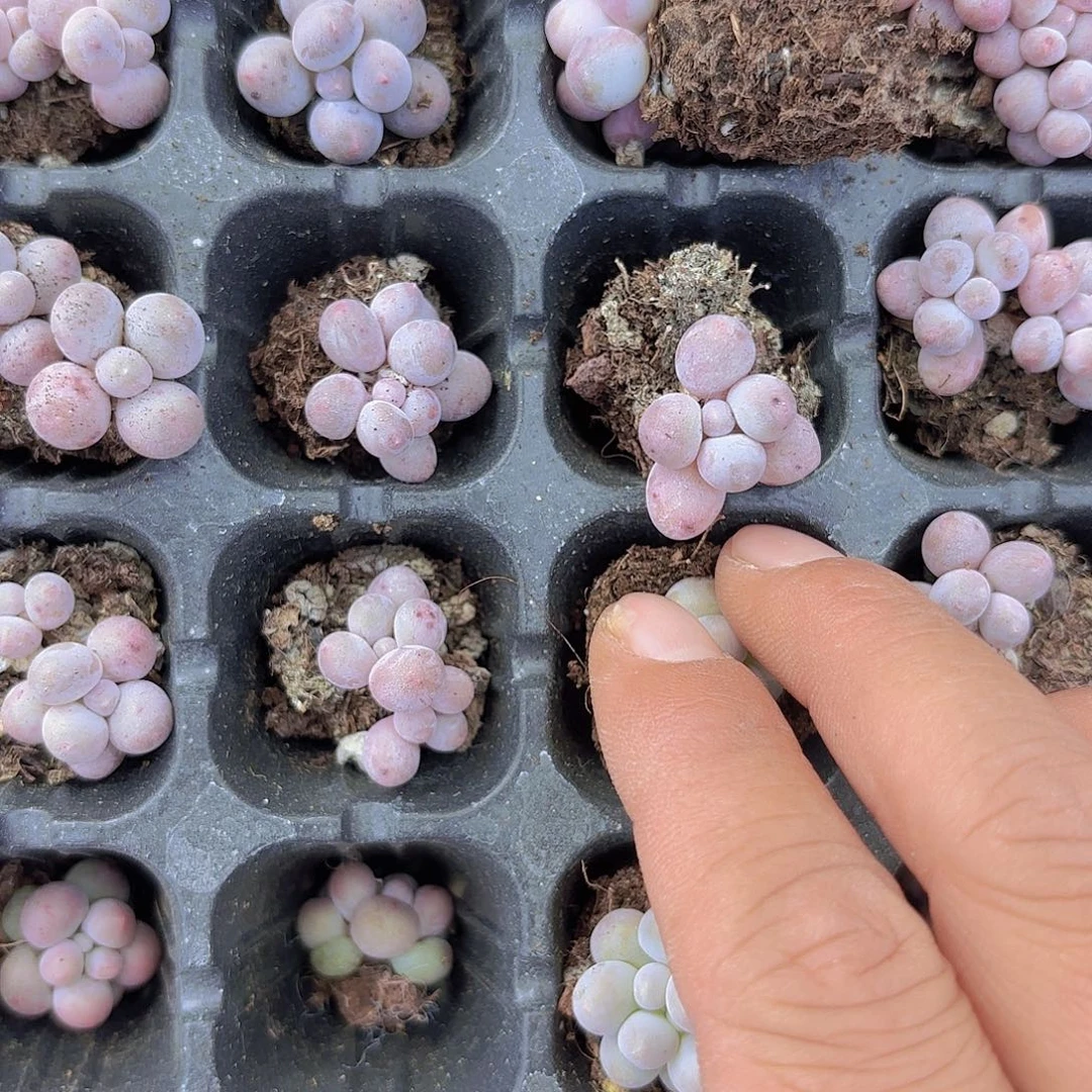 汤圆两颗一组小老桩量拍