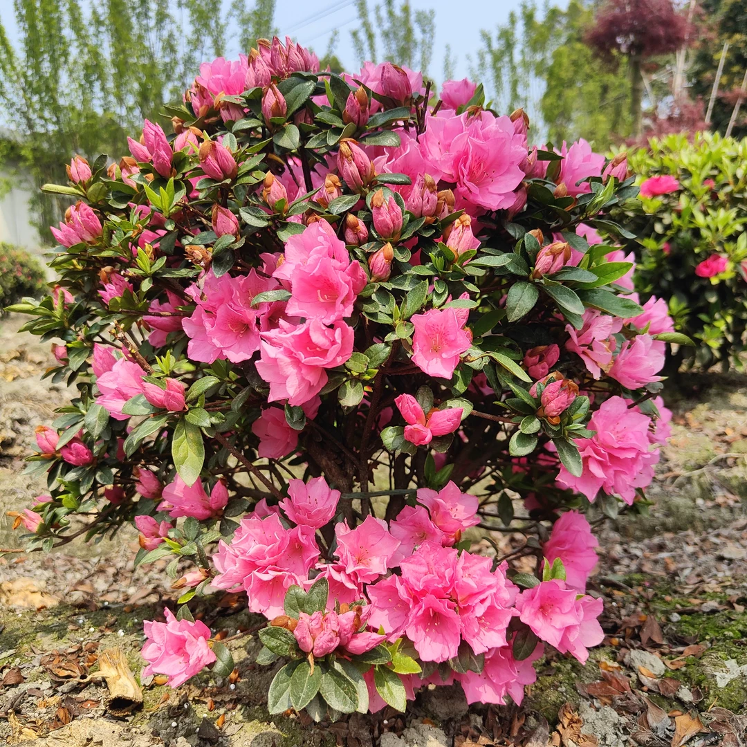 精品杜鹃花 直播（一物一拍）室外栽种（售后30天）室内种无售后