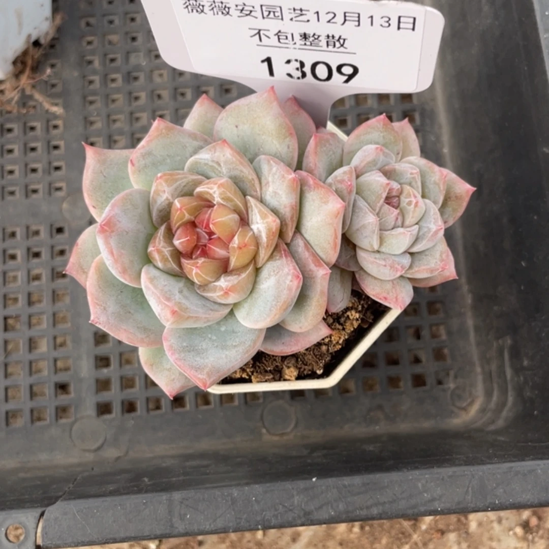 不包整散 盆子不售后1309