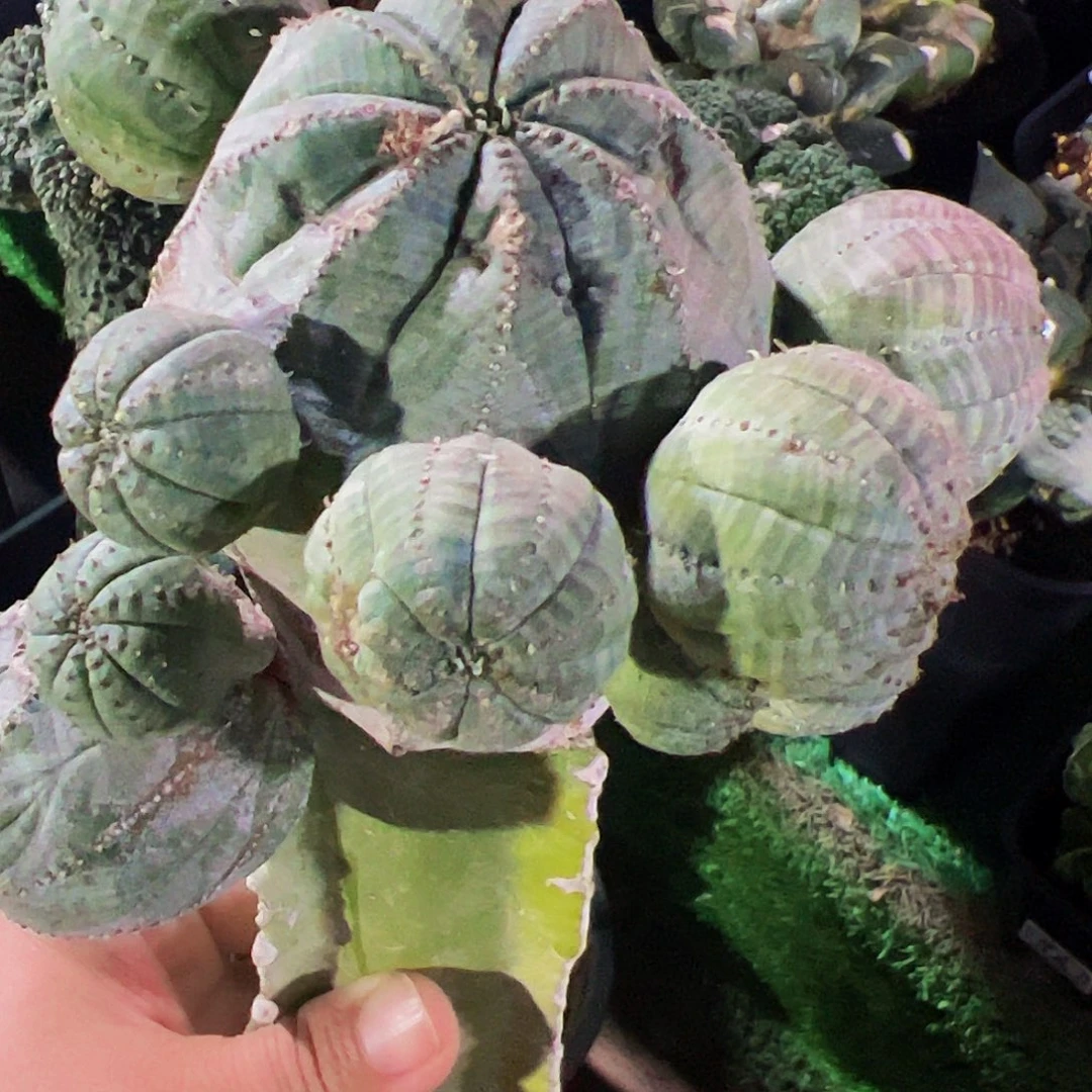 无花朵福利苗接布纹球896