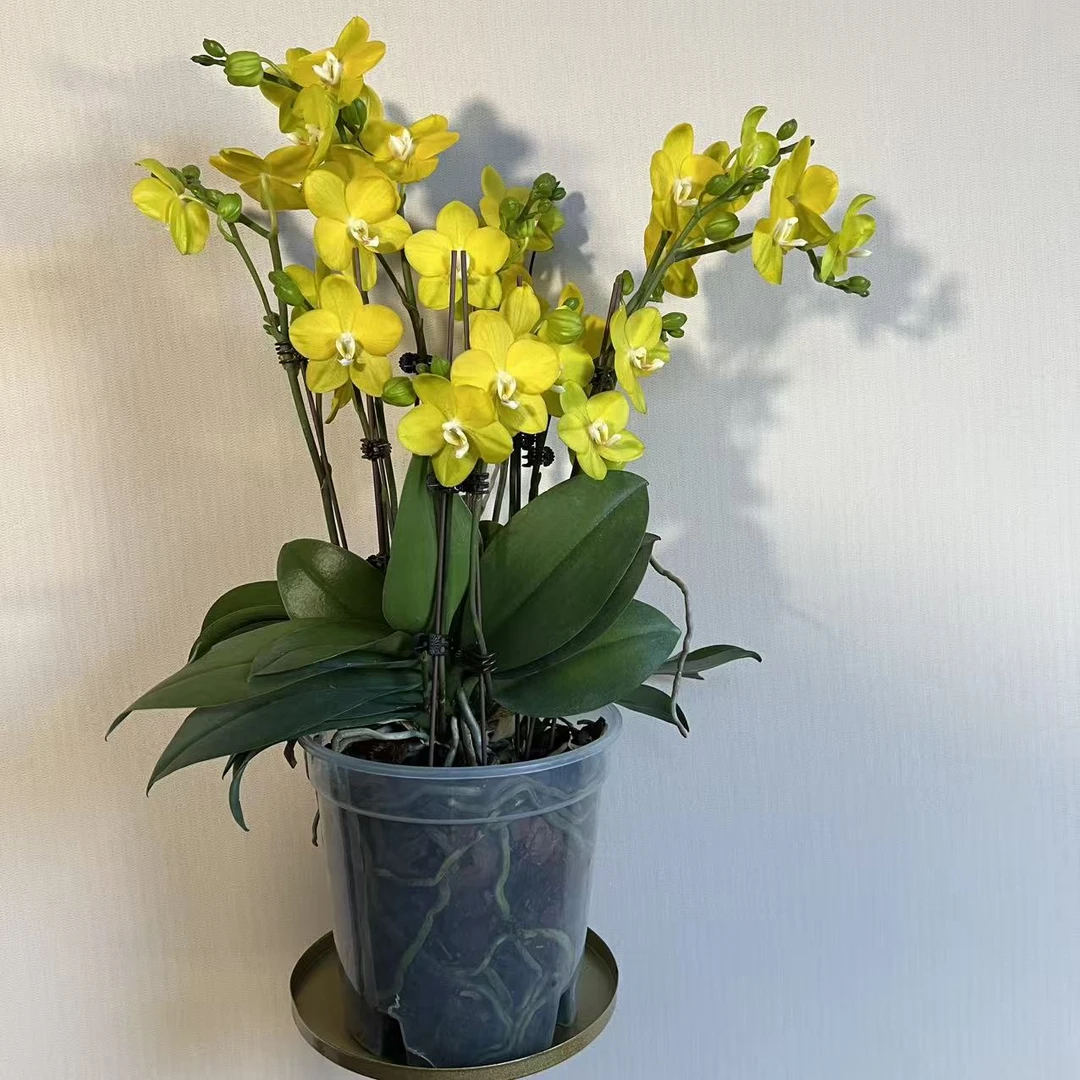 7.0寸大杯《黄金万两》蝴蝶兰超长花期蜡质花 带香味 好养耐活