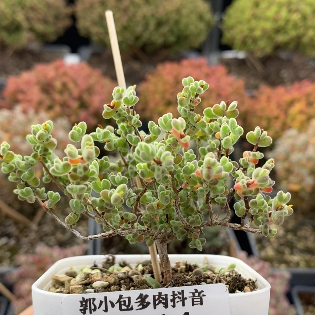 实生莱斯7114枝干番杏