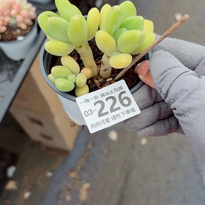 Kk奶多肉植物多肉植物
