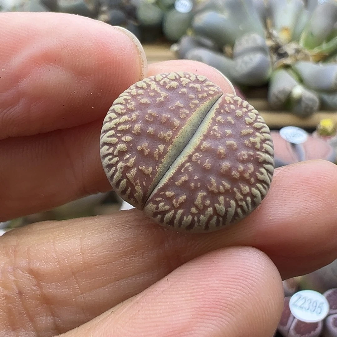 2435 生石花清货价格不售后