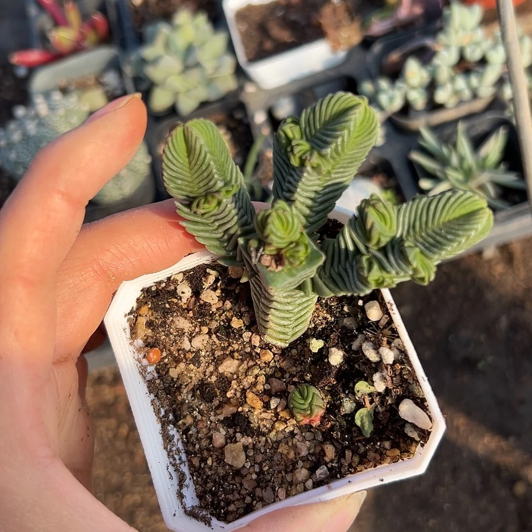 杜呃呃呃呃哦哦哦哦呃呃