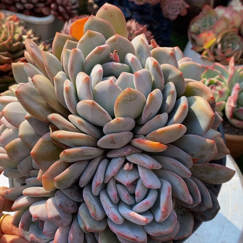 【闪购商品】英*多肉植物