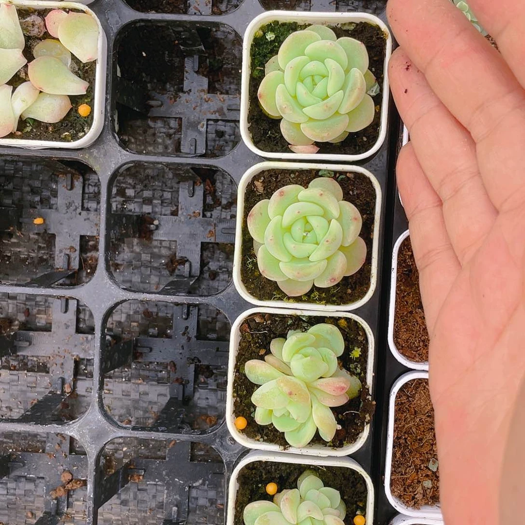 秃子甜心中盆一个满25包邮