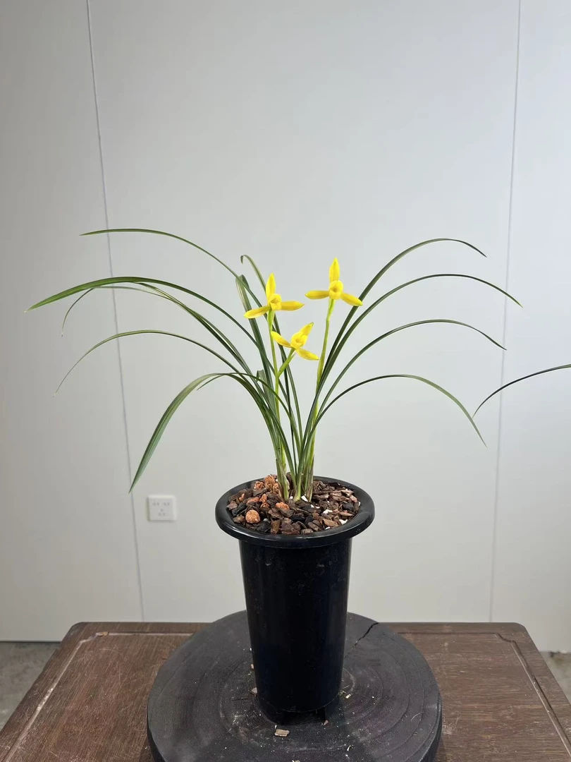 春兰 【金风玉露】浓香 好养易活