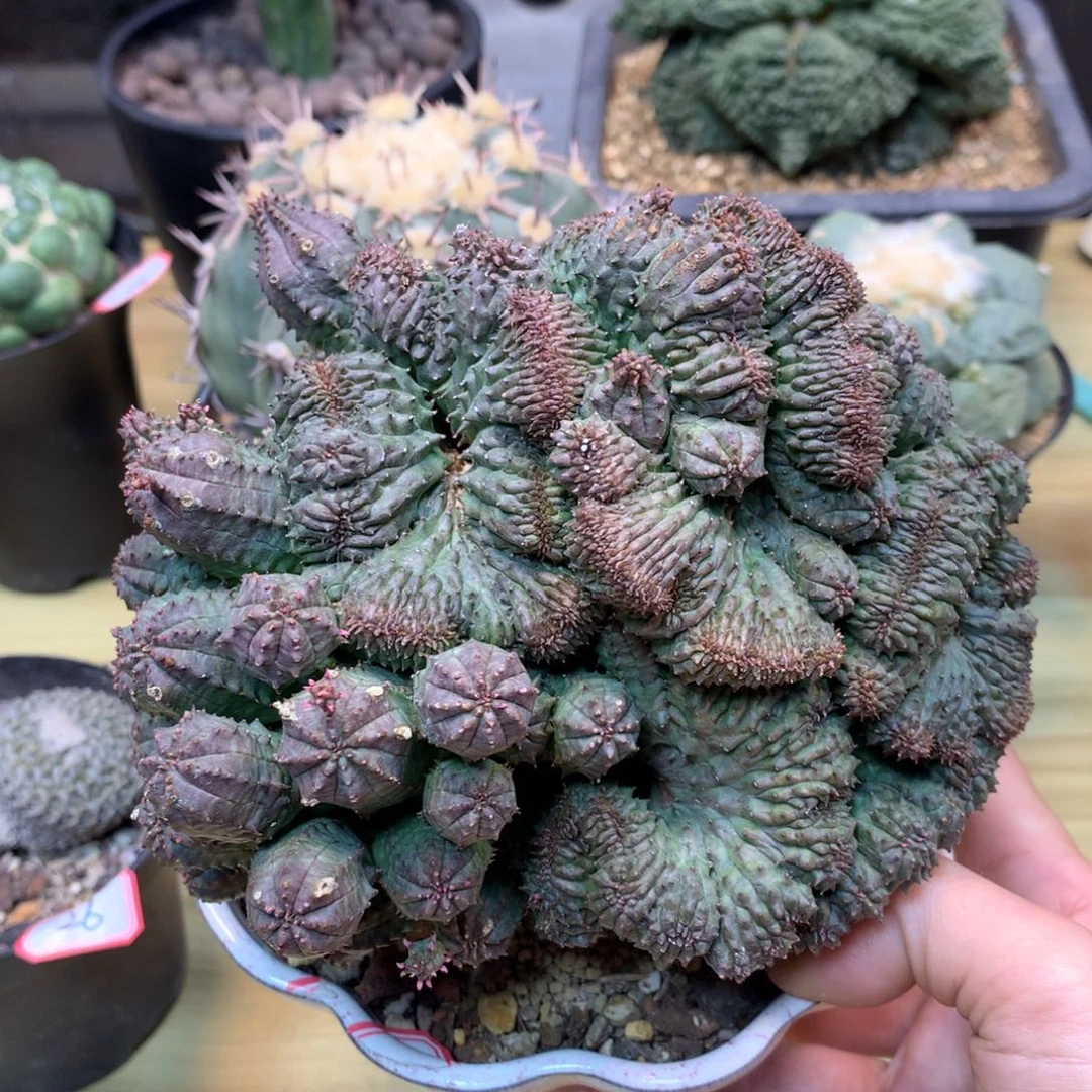 27号 出根 子吹布纹球缀化14.5公分