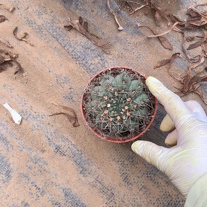 多肉植物仙人球一颗带盆