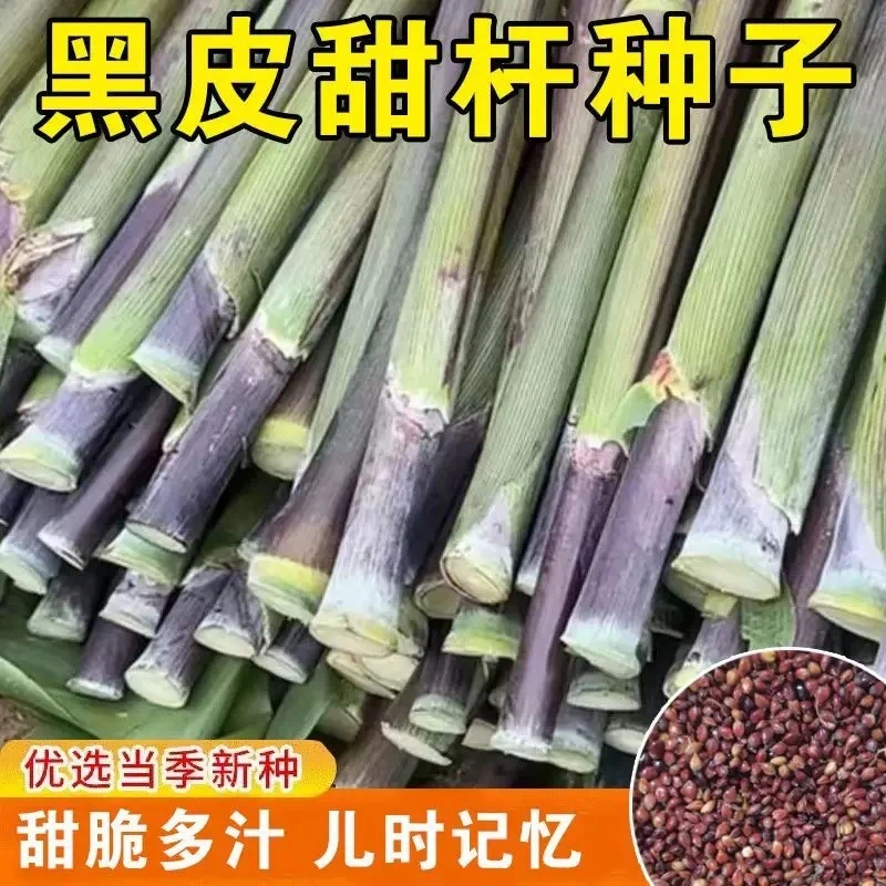新种【黑甜杆种子】高粮甜杆甘庶多汗水果自家菜园种植精选甜杆种子