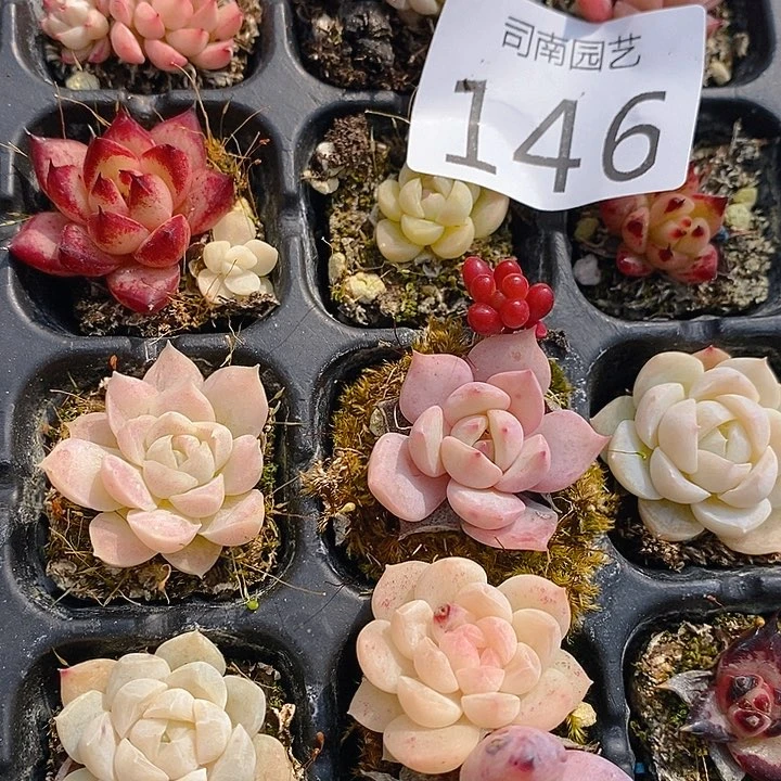 146 多肉植物盆栽花卉植物